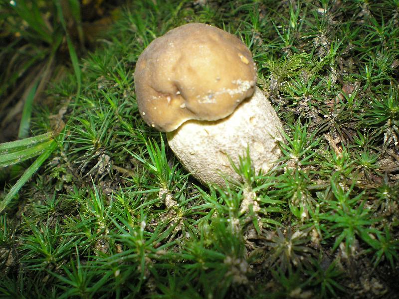 wakacje2008 068.jpg - Bieszczadzki szlachetny grzyb.